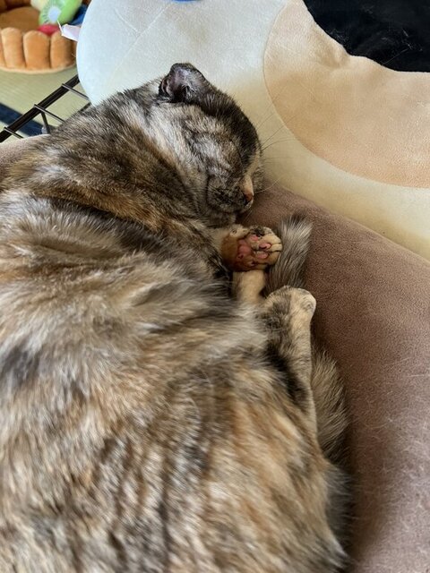 寝てるこつぶちゃん