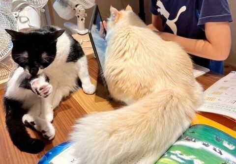 デスク周りの集まる猫ちゃんたちのアップ