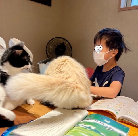 息子さんの前にたちはだかる猫ちゃん