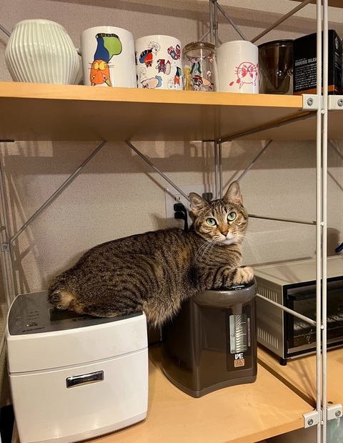 炊飯器の上にいる猫ちゃん
