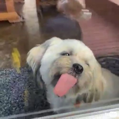 窓をなめる子犬