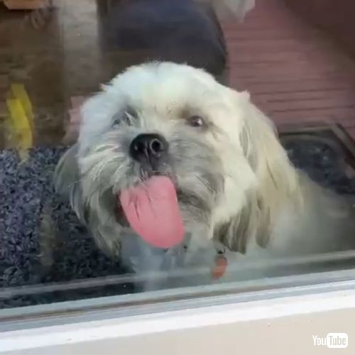 窓をベロベロする子犬