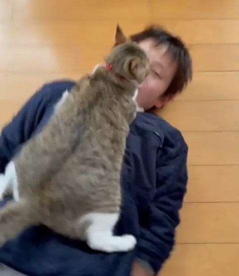 猫の顔に接近