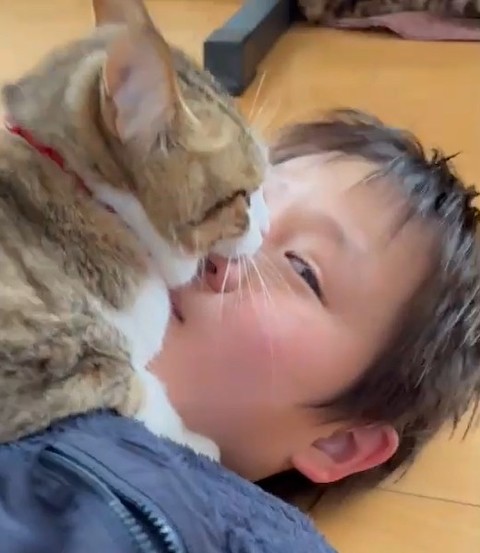猫が鼻を甘がみ