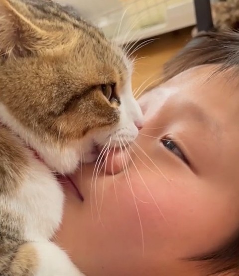 猫とお兄ちゃんが見つめ合い