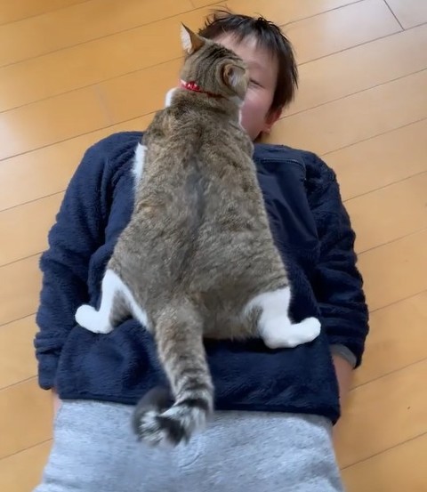 猫がお兄ちゃんの上に寝転がり再び
