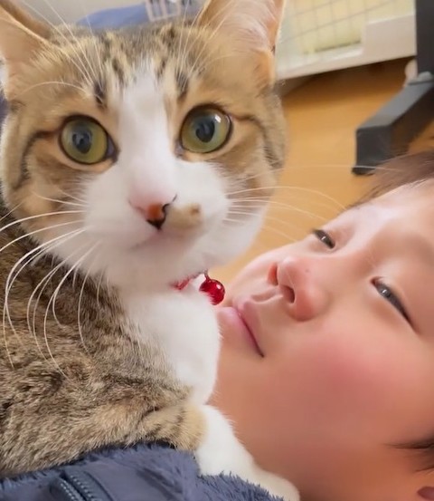 猫が飼い主に気付く