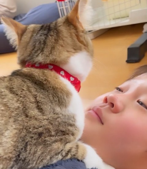猫がそっぽを向く