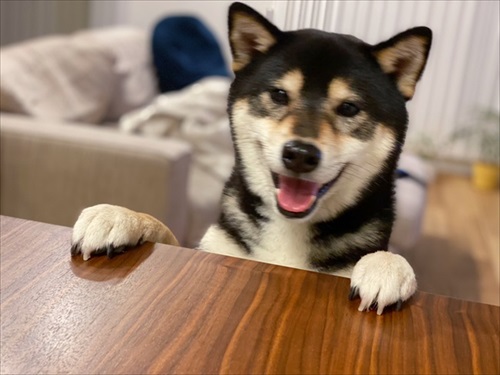 犬用おしるこを前にワクワクする琥大朗くん