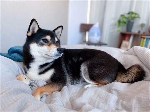 お布団に寝る琥大朗くん