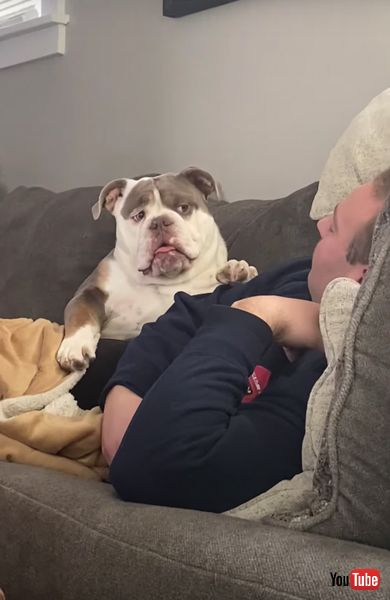 ガンを飛ばすワンコ