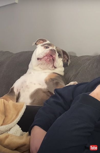 ガンを飛ばすワンコ