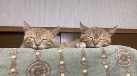 一緒に寝るツムサム