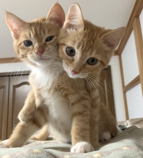 ツムくんがサムくんを後ろから抱きしめてる写真のアップ