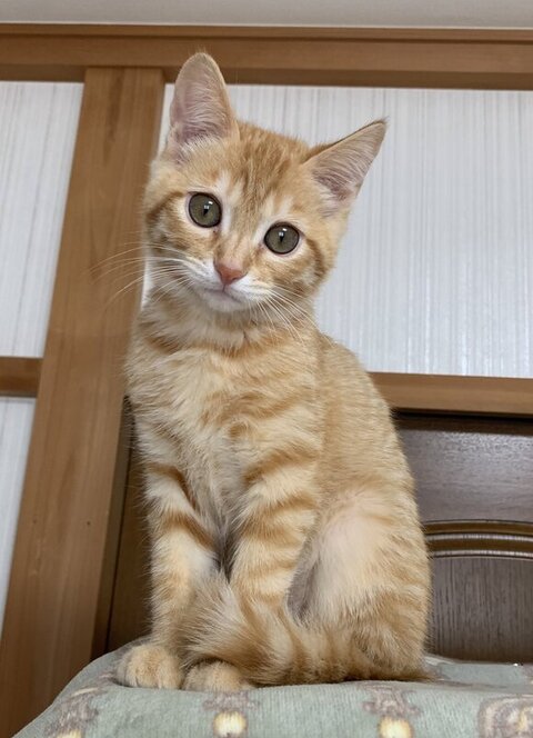 サム君のお座り