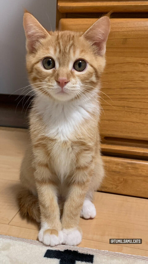 ツムくんのお座り