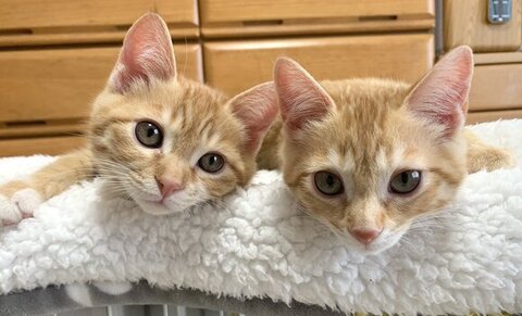 寄り添うふたり