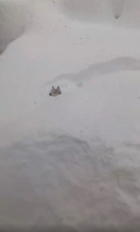 雪遊び豆くん