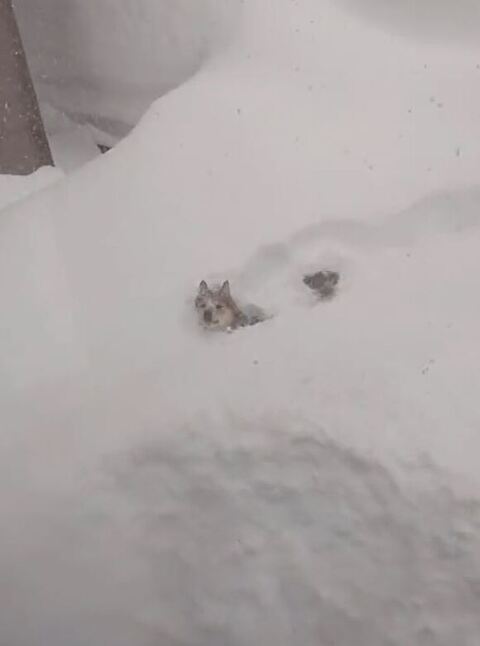 雪をすすむ豆くん