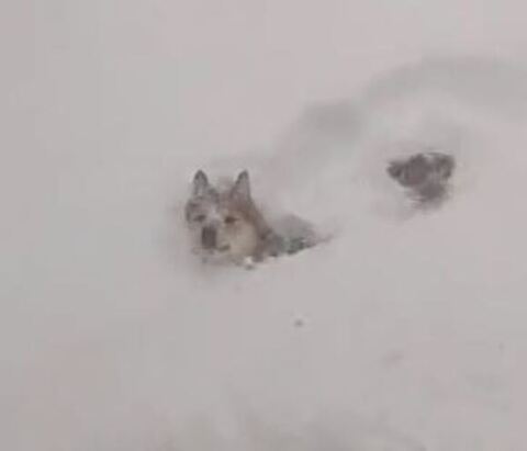 雪をすすむ豆くんアップ