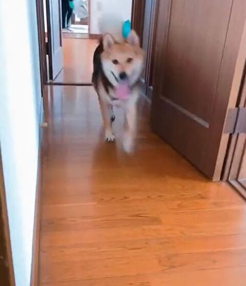 廊下を歩く豆くん