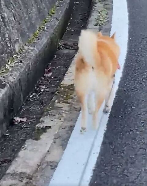 白線を歩く柴犬さん2枚目