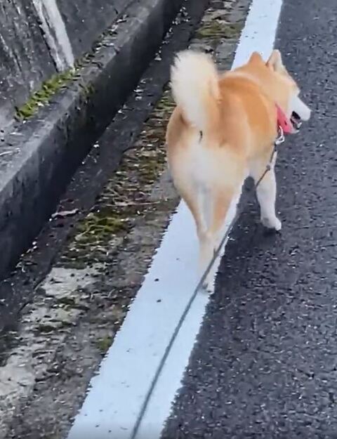 チラっと後ろを見る柴犬さん