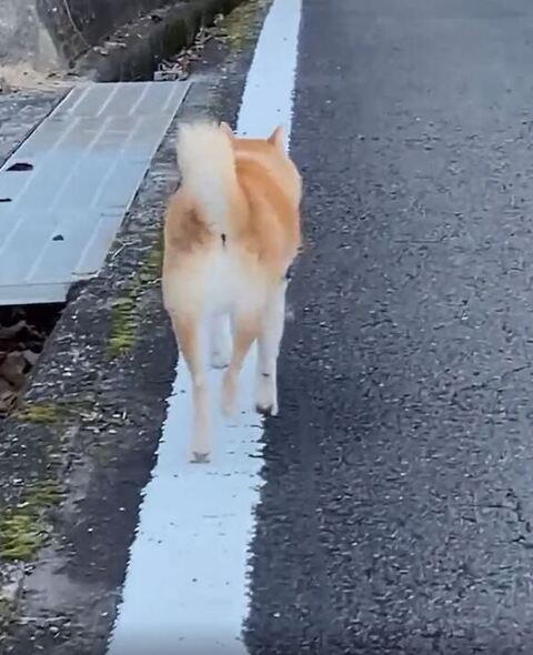 再び前をむく柴犬さん