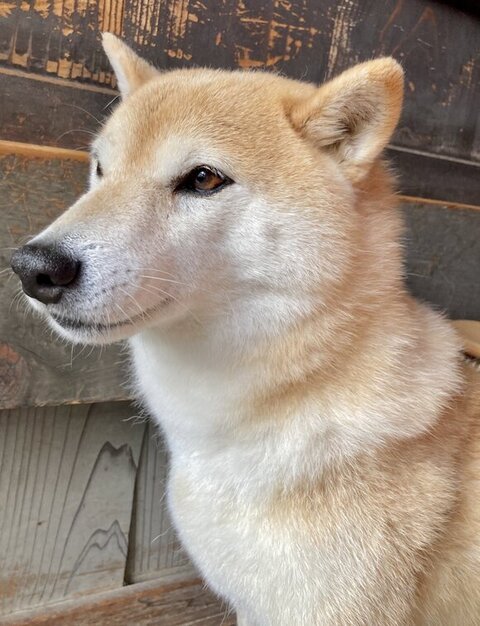 柴犬さんの横顔