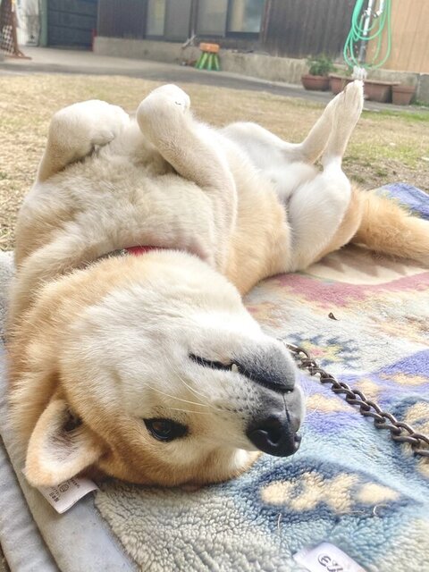 寝っ転がる柴犬さん