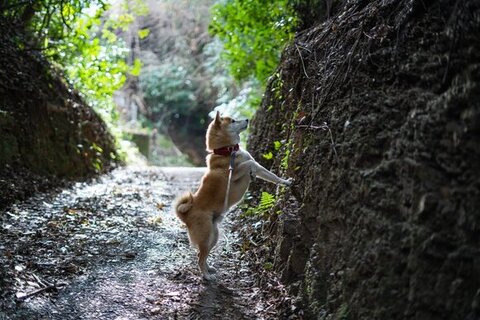 崖に手をつく柴犬さん