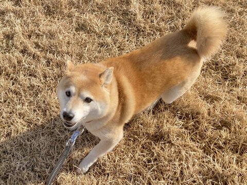 走り回る柴犬さん