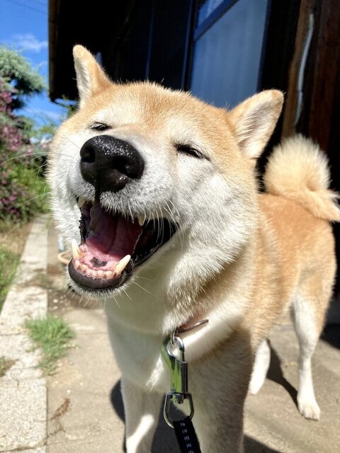 うれしそうな柴犬さん