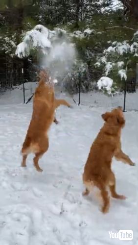 ほかの犬もジャンプしている