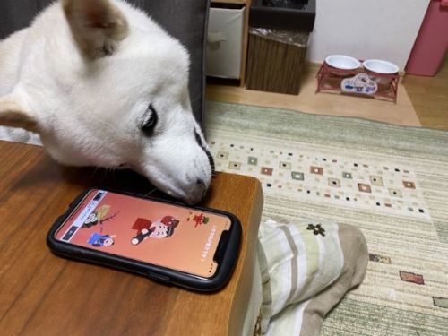 ミニミニ恵方巻を一口で食べるきなこちゃん