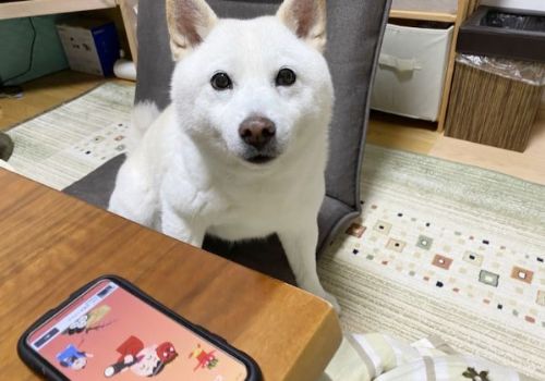 恵方巻がおいしかったきなこちゃん