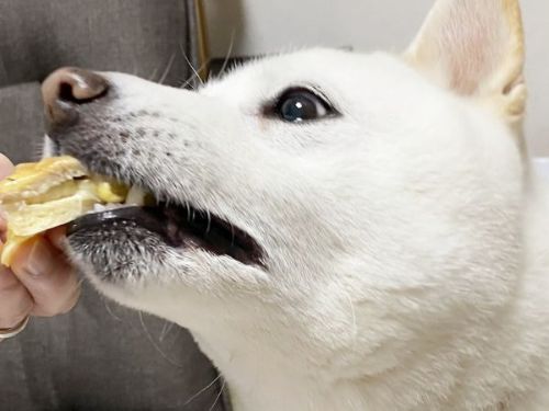 おいしそうなきなこちゃん