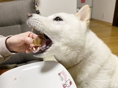 ケーキを一口で食べるきなこちゃん