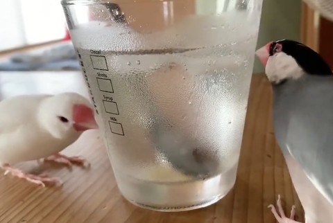 文鳥が水滴を飲む
