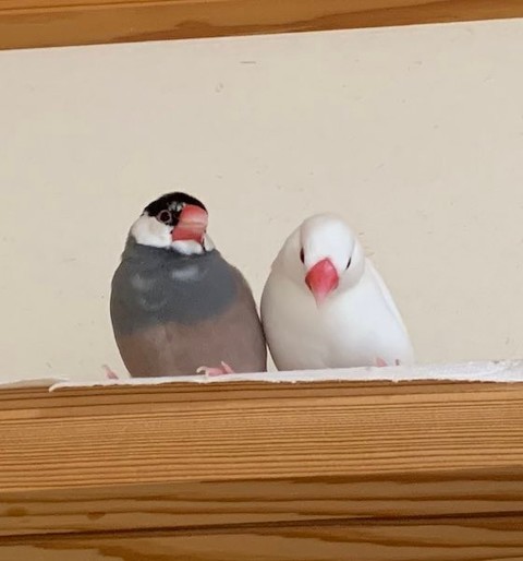 文鳥がくっつき