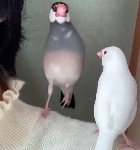 文鳥のダンス