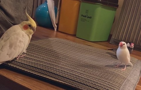 文鳥とインコ