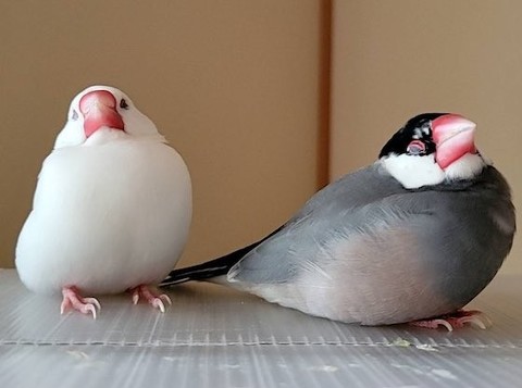文鳥がおやすみ