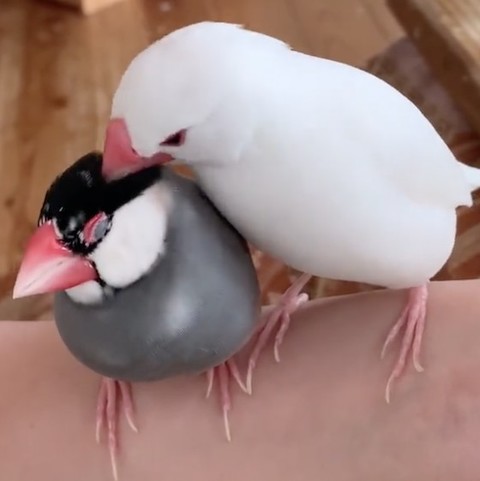 文鳥のついばみ