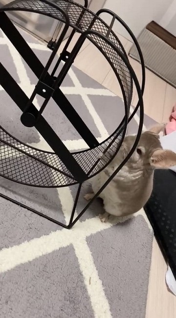 回し車の使い方を分かっていないチンチラさん