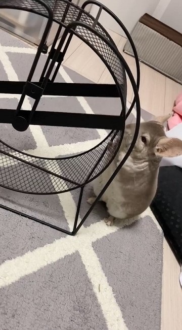 回し車の使い方を分かっていないチンチラさん