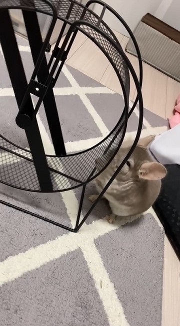 回し車の使い方を分かっていないチンチラさん