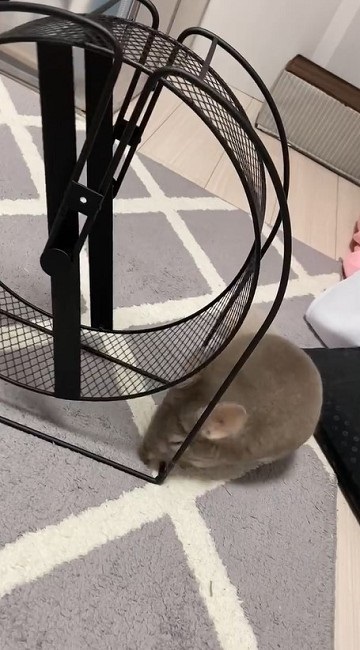 回し車の使い方を分かっていないチンチラさん