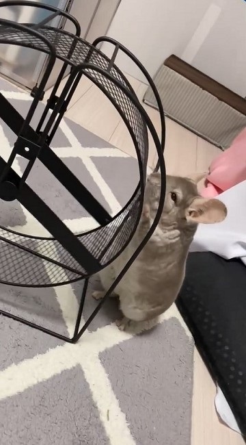 回し車の使い方を分かっていないチンチラさん