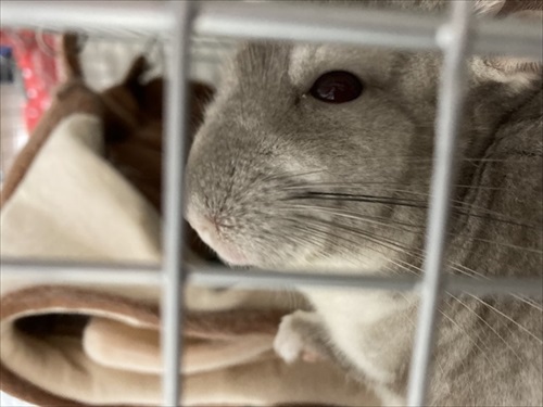 回し車の使い方を分かっていないチンチラさん